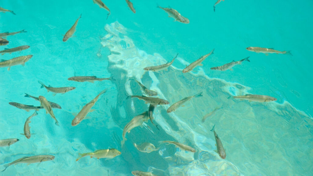 エメラルドグリーンの湖の中で泳ぐ魚